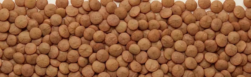 Brown Lentils