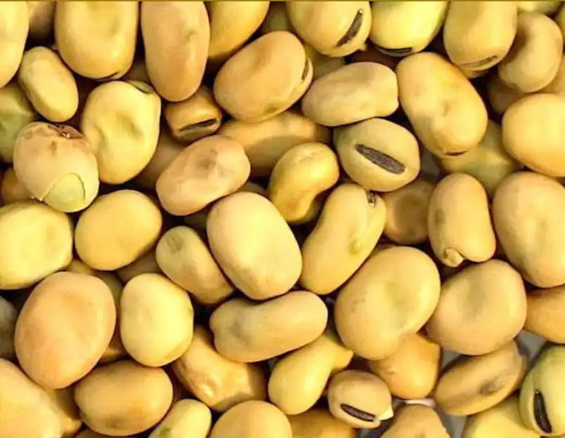 Australian Fava Beans