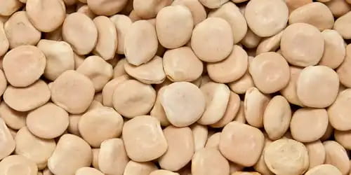 Lupin Beans