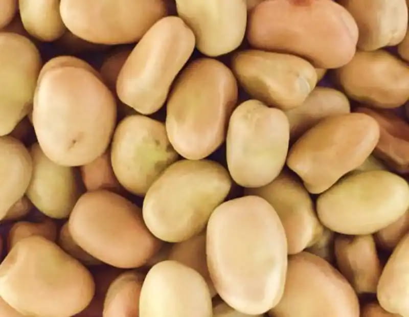 European Fava Beans