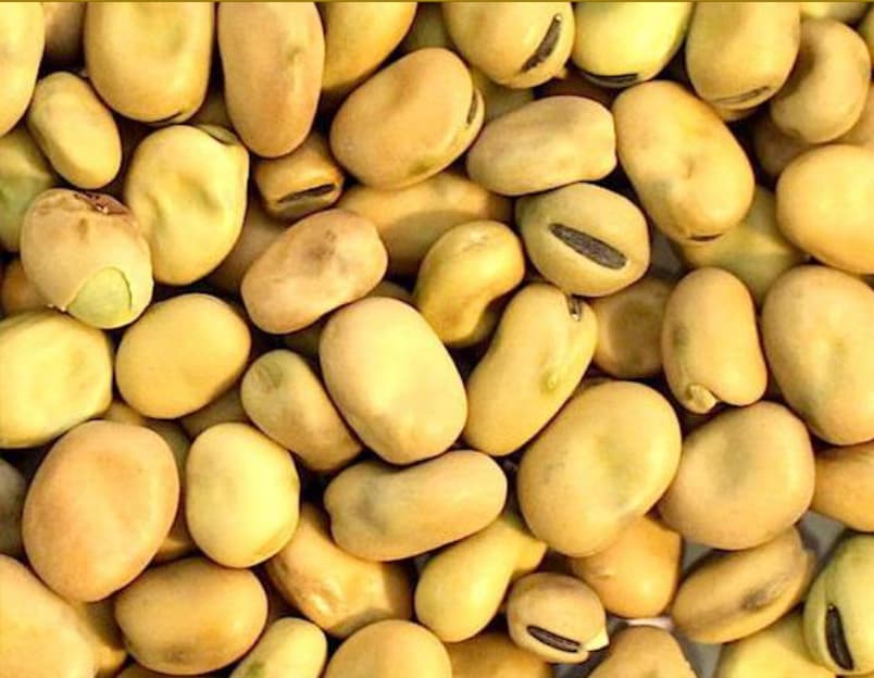 Australian Fava Beans