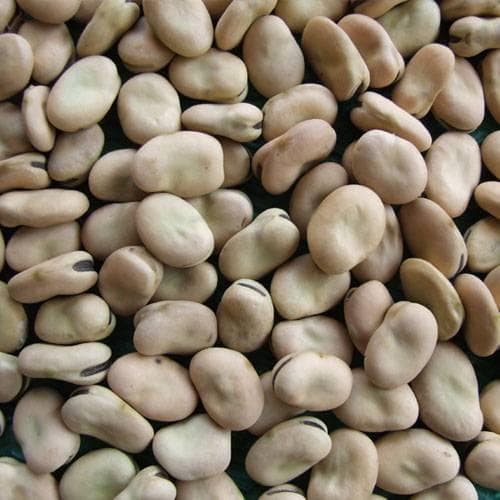 Fava Beans